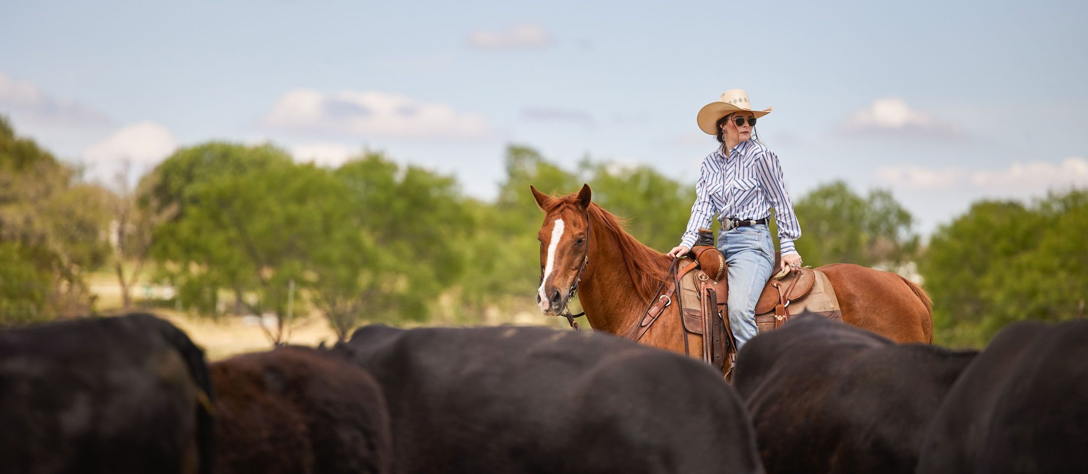A cowgirl outside on her horse surrounded by cattle.